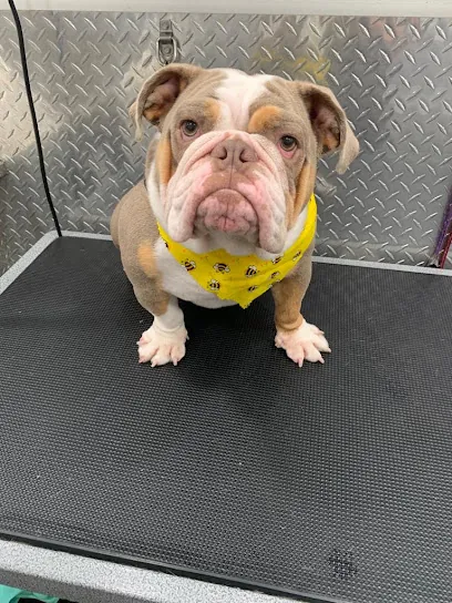 Sunset Mobile Pet Grooming Miami — photo from their website