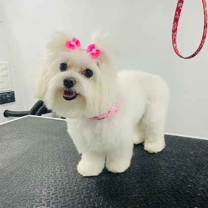 City Pet Mobile Grooming — photo from their website
