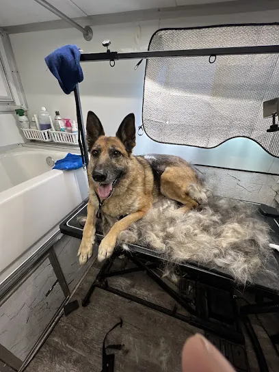 David Mobile Dog Grooming — photo from their website