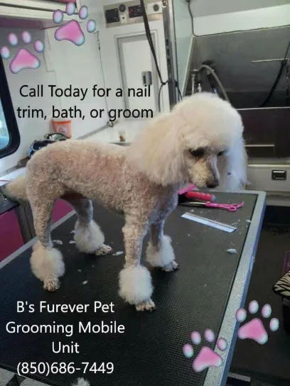 B's Furever Pet Grooming - Mobile Unit — photo from their website