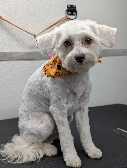 Diamond Dogs Mobile Grooming — photo from their website