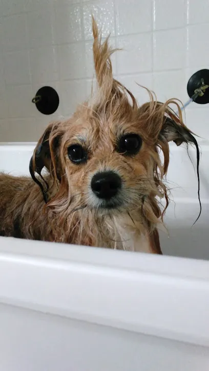 Waggin Wheels Mobile Pet Grooming — photo from their website