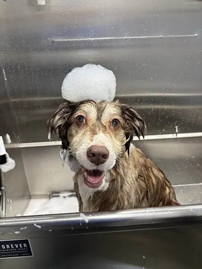 Barkbus Mobile Dog Grooming South Bay — photo from their website