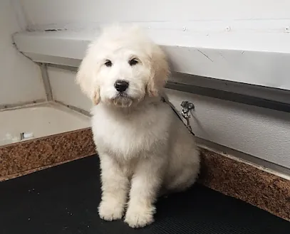 Furry Furends Mobile Grooming — photo from their website