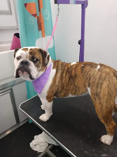 Blissful Paws Mobile Spaw — photo from their website