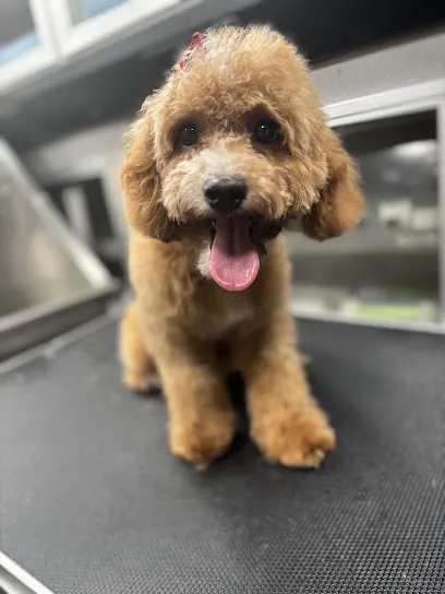 Yuppy Puppy Mobile Pet Grooming — photo from their website