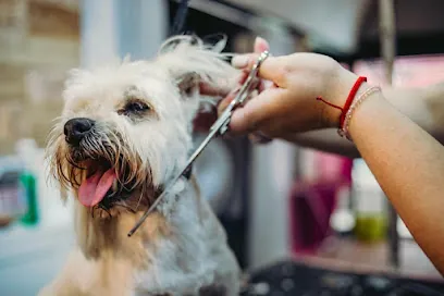 Mad Dawgz Mobile Grooming — business logo from Google