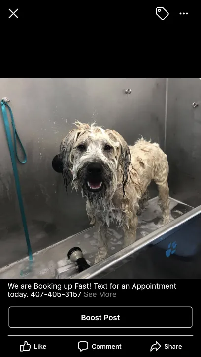 Clip N Clean Mobile Pet Grooming — photo from their website