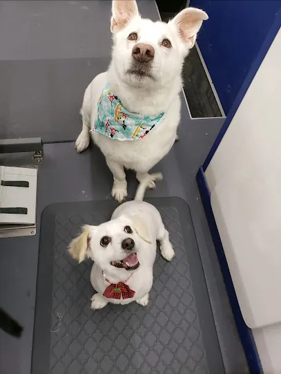 12Th Paw Mobile Spa LLC — photo from their website