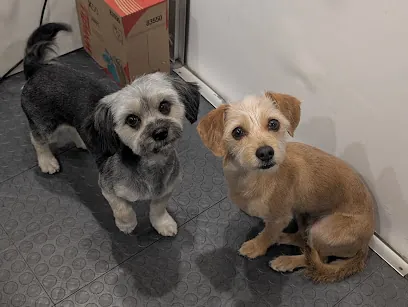 Fluffy Mutt mobile grooming — photo from their website