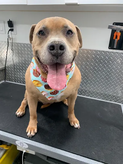Doggi's Mobile Pet Grooming — photo from their website