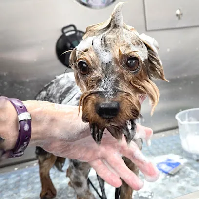 Trust and Harmony Mobile Grooming — photo from their website