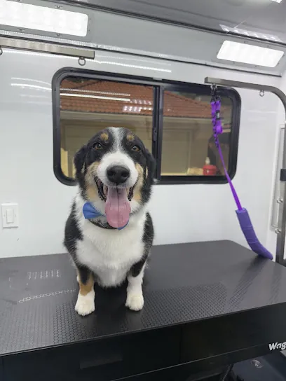 Pawlished Paws Mobile Grooming — photo from their website