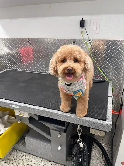 Mobile Pet Grooming Miramar — photo from their website