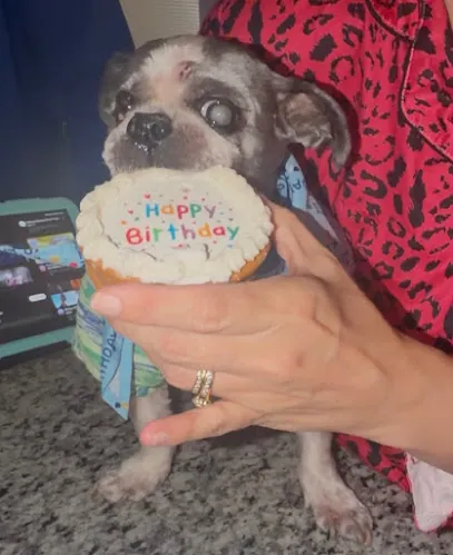 Top Notch Mobile Pet Spa — photo from their website