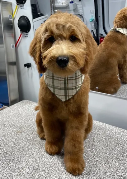 G Mobile Pet Spa — photo from their website