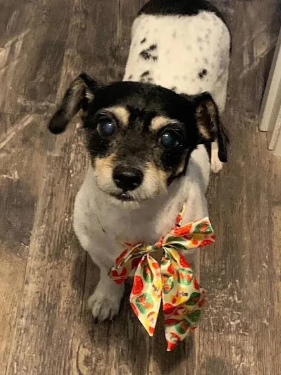 Muddy Paws Mobile Dog Grooming — photo from their website