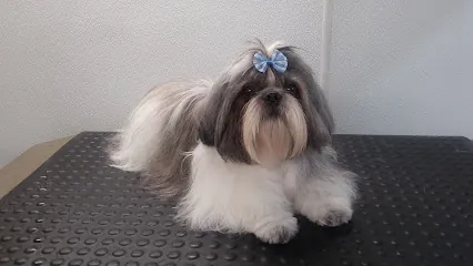 Paw Envy Mobile Dog Grooming — photo from their website