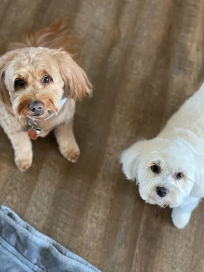 Smooches For Pooches Mobile Grooming Spa — photo from their website