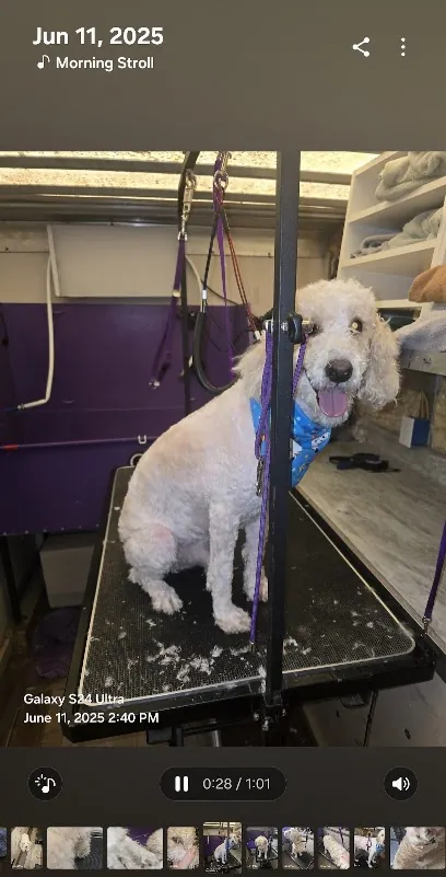 Tailwaggers Mobile Pet Grooming — photo from their website