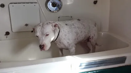 Happy Tails Mobile Dog And Cat Grooming — photo from their website