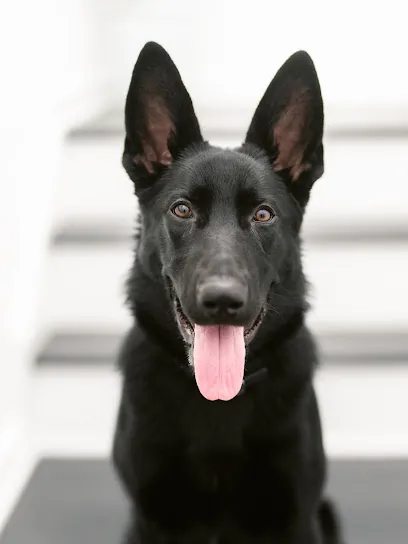 Horry Dog Groomer & Mobile Pet Grooming Salon — photo from their website
