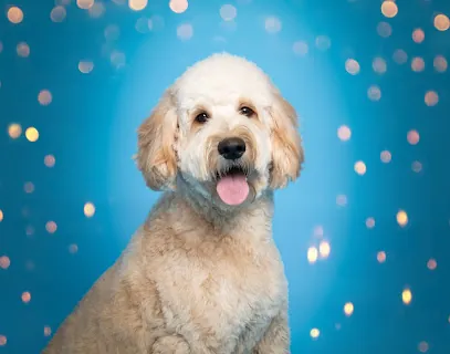 DogExpression Mobile Pet Photography — photo from their website