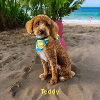 Fluffin' Amazin' Mobile Pet Grooming — photo from their website