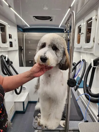 Happy Hounds Mobile Grooming — photo from their website