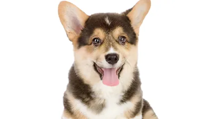 Dog Gone Clean Mobile Salon — photo from their website