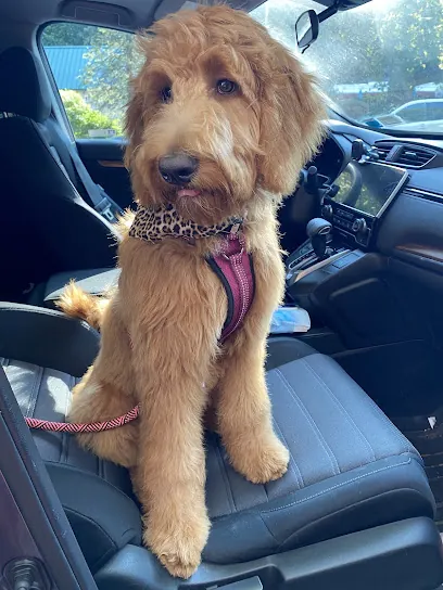 The Luxe Dog Mobile — photo from their website