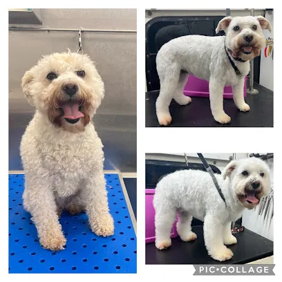D's Mobile Pet Spa — photo from their website