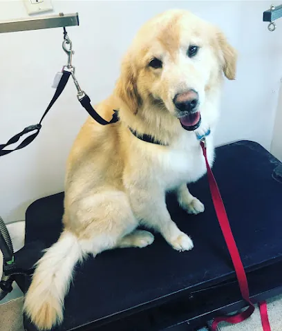 Marlene’s dog Mobile grooming — photo from their website