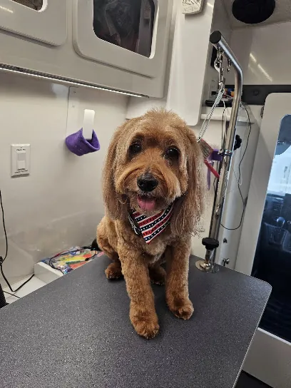 The Grateful Dog Mobile Grooming — photo from their website