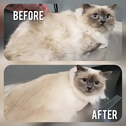 Tiny Paws Mobile Cat Grooming — photo from their website