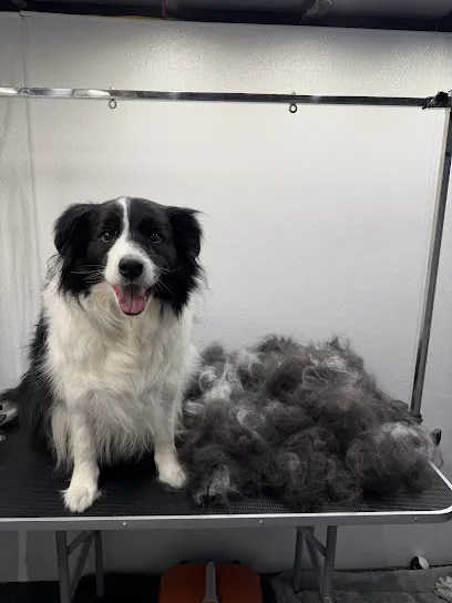 Alpine Mobile Pet Spa — photo from their website