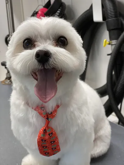 Pet X-press mobile dog grooming — photo from their website
