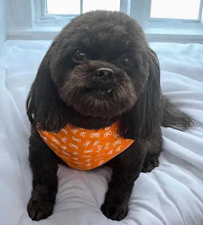 Cool Noses Mobile Pet Grooming LLC — photo from their website