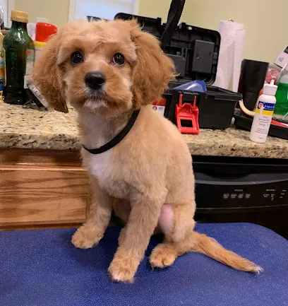 House Call Cat & Dog Grooming By Susan (Mobile Grooming) — photo from their website