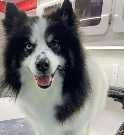 Mobile Furry Coat Grooming — photo from their website