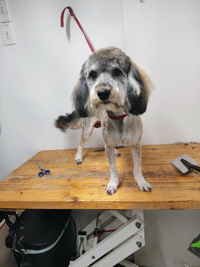 Enredos pet grooming Mobile — photo from their website