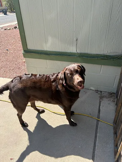 Pawgo Tucson Mobile Pet Grooming — photo from their website