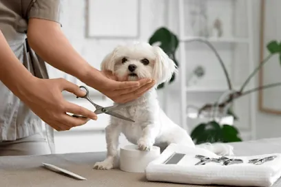 "Yo, Dog!" Mobile Grooming Club, LLC — photo from their website