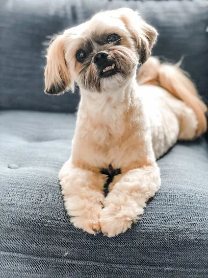 Cloud Mobile Grooming — photo from their website