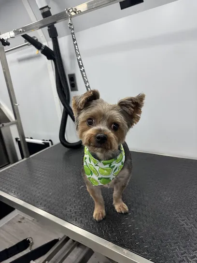 Finest Fur Mobile Pet Spa — photo from their website