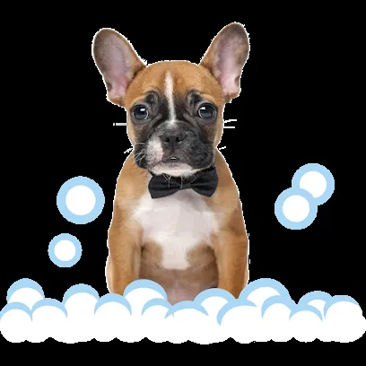 Barking Bubbles Mobile Pet Spa — photo from their website