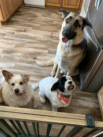 Top Dog Mobile Grooming — photo from their website