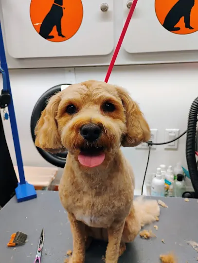 Furry Land Mobile Grooming Madison — photo from their website