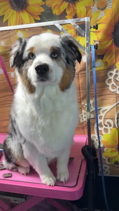 Waggin’ Wheels Mobile Grooming — photo from their website
