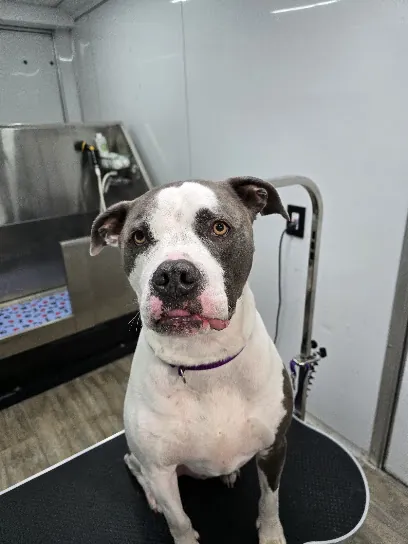Bear's Mobile Grooming Salon LLC — photo from their website